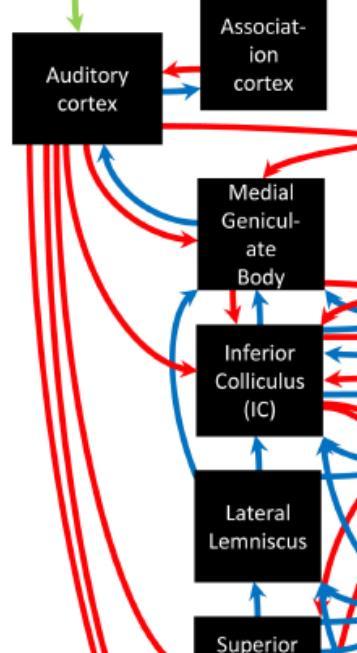 THE INFERIOR COLLICULUS (IC) Major convergence hub in rostral brainstem Central nucleus (ICc): Target of bottom-up tonotopic projections from lower nuclei in auditory brainstem