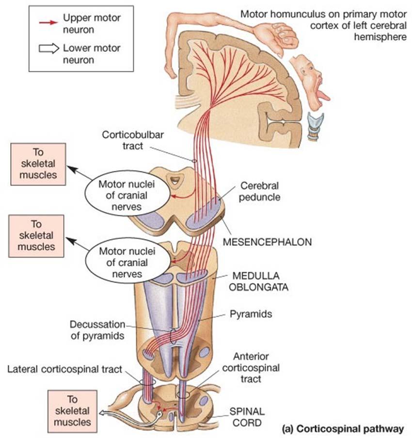 Lateral Pathways Cortico-Spinal Tract (CST) Cortico-Nuclear Tract (CNT) Lateral CST: 70 90% of the motor fibers to the spinal cord.