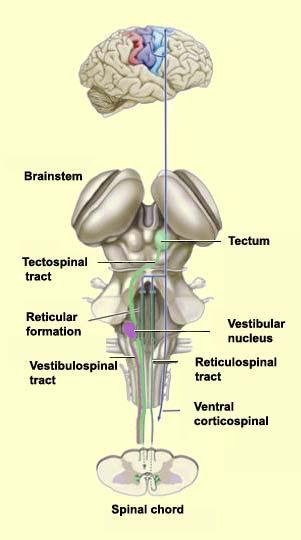 Ventromedial Pathways Vestibulo-Spinal Tecto-Spinal Pontine-Reticulo-Spinal Medullary-Reticulo-Spinal Substantial input from basal ganglia, cerebellum and brain stem nuclei Located as separated