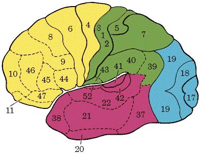 Motor Areas of the Cerebral Cortex (Brodmann areas) PMA/SMA Primary motor cortex lateral