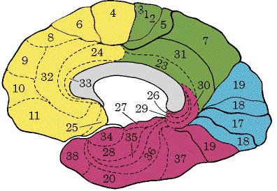 Cerebral cortex areas that give rise to the CST: Frontal lobe: M1 (Area 4); PMA and SMA