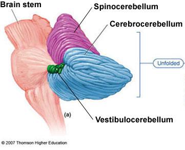 Anatomical and Functional Divisions of the Cerebellum lvestibulocerebellum (Archicerebellum) lspinocerebellum (Paleocerebellum)