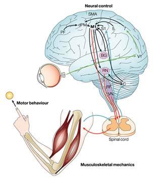 (MN, IN) + Muscle Brainstem