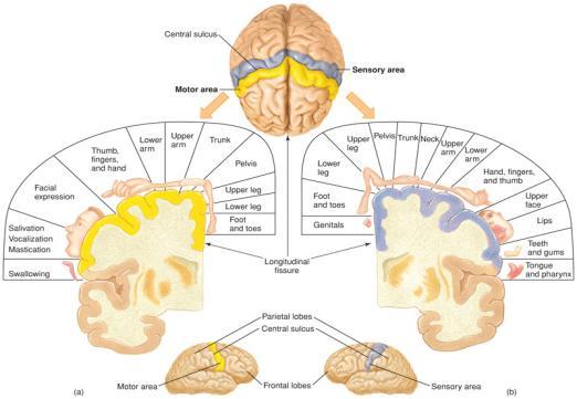 Cerebral Cortex Each cerebral hemisphere has 5 lobes: Frontal voluntary motor control; higher processes Parietal Somatesthetic sensory; speech understand/interp Temporal Auditory sensations; memory