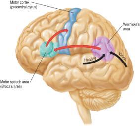Language Wernicke s area is involved in language comprehension Broca s area is necessary for speech Words originate in Wernicke s It receives info from visual cortex It receives info from auditory