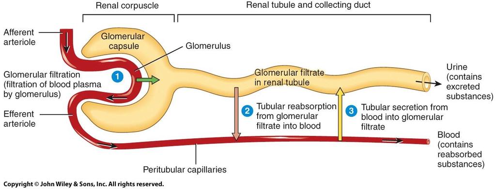Overview of Renal Physiology o Rate of excretion of any substance= its rate of filtration + its