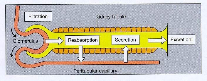 Significance of Clearance: Characterization of kidney function.