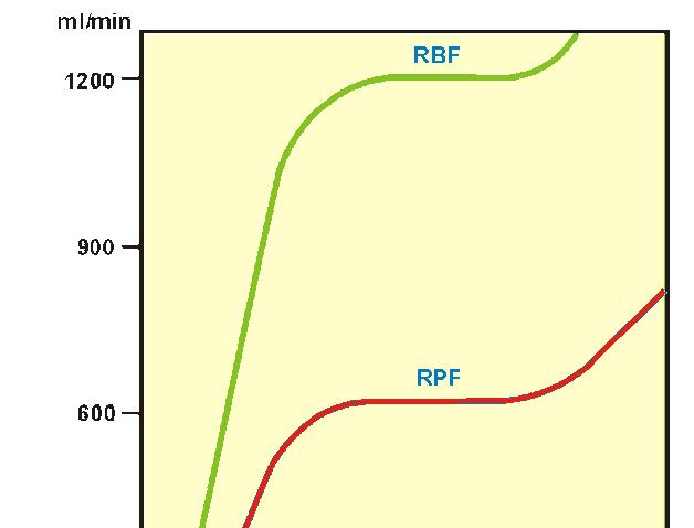 Normal values RPF: 660 ml/min (480-800 ml/min) RBF: 1300 ml/min (870-1540 ml/min)