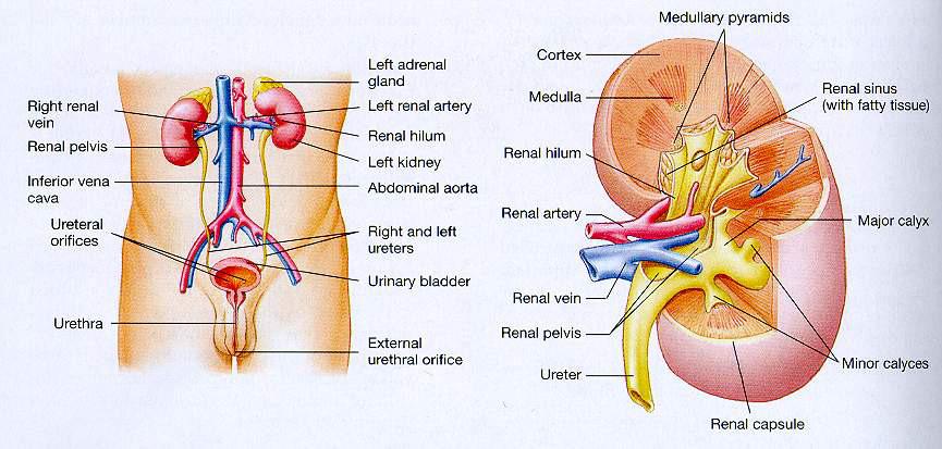 Functional anatomy of
