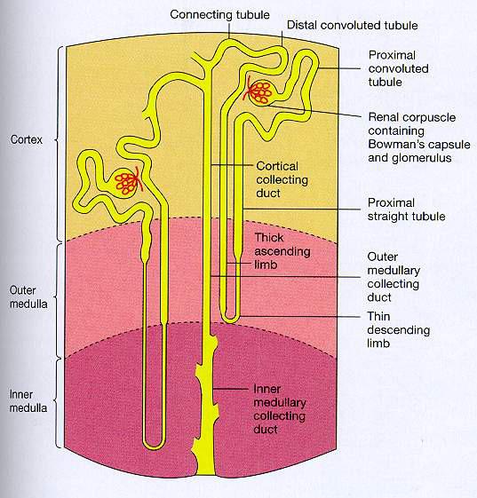 Cortical and juxtamedullary nephrons 1.