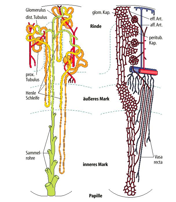 interlobular aa, afferent arteriole, glomerular