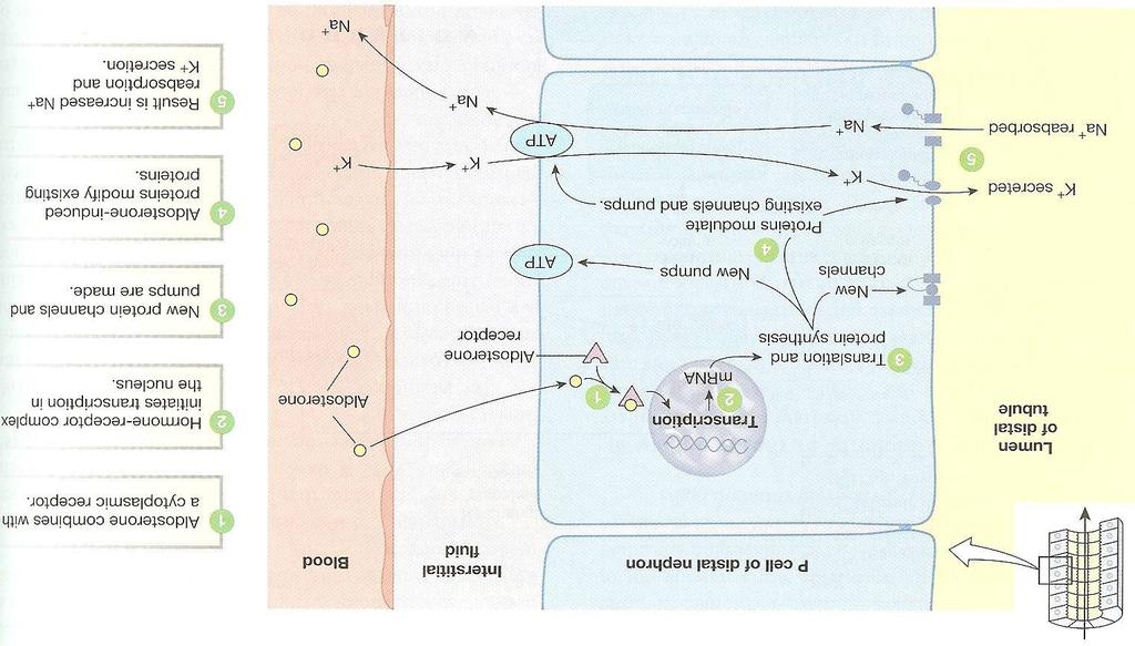 13 CAPTION: Aldosterone action in principal cells iii. Hyponatremia ( Na 2+ ) iv. Hyperkalemia ( K) v. Angiotensin II f. Inhibited by i.