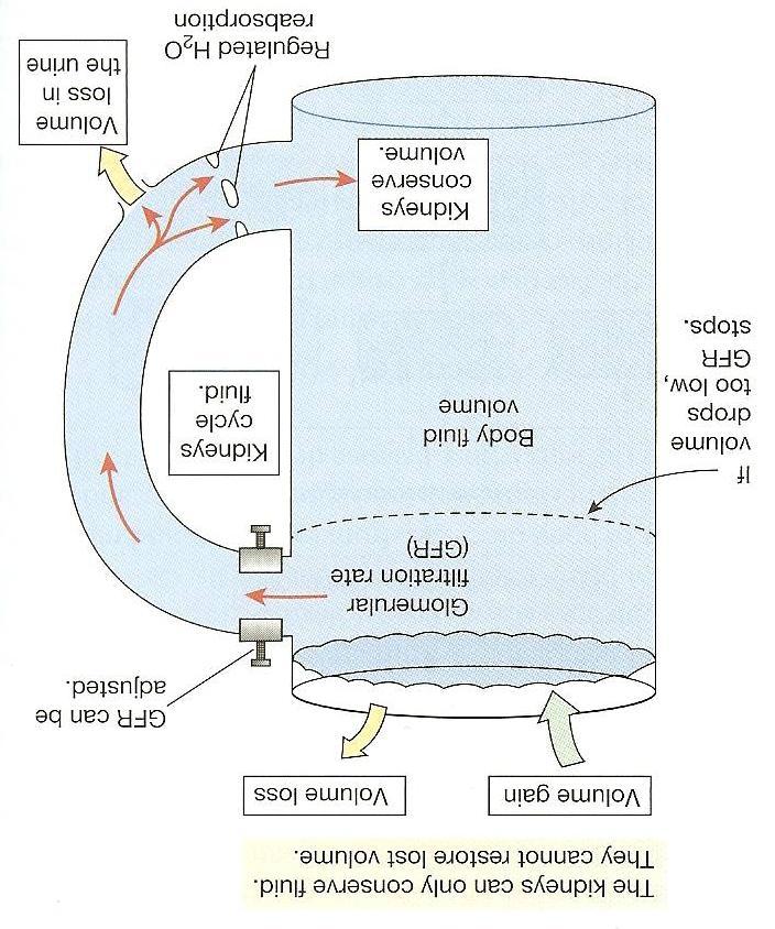 5 WATER BALANCE OSMOSIS EXPLAINED a. Water Distribution a. Plasma: 8% b. Interstitial Tissue: 25% [tissue fluid/external fluid/3 rd space] c. Intracellular Fluid: 67% b. Tonicity and Cell Volume a.
