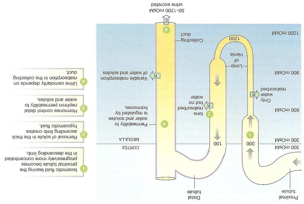 7 CAPTION: OSMOLARITY CHANGES AS FILTRATE FLOWS THROUGH THE NEPHRON g. The Loop of Henle Is a Countercurrent Multiplier i.