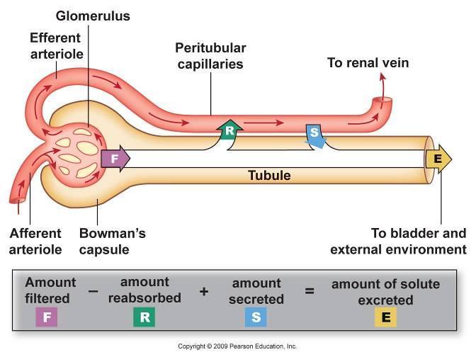 Basic renal processes 1.