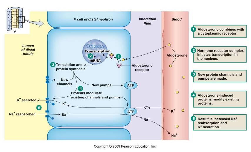Aldosterone action in principal cells Synthesis of Na +