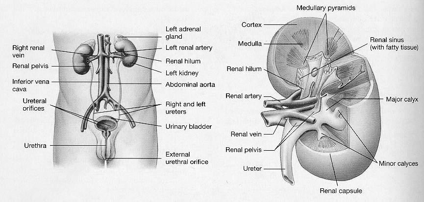Functional anatomy of