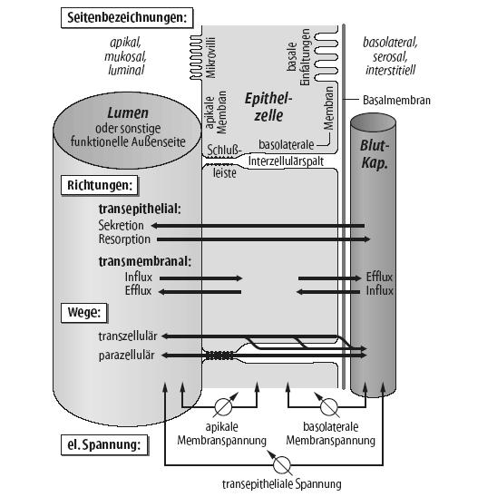 Transepithelial transport: 2 membrane 3 compartment model