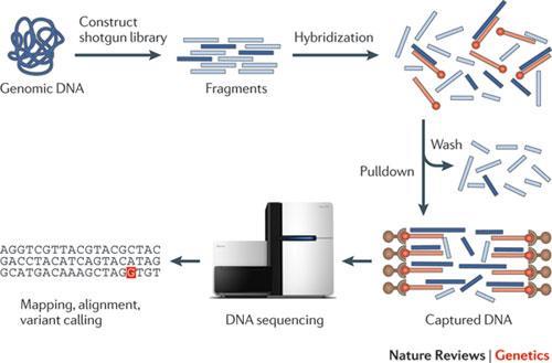 Exome and Whole Genome Sequencing Issues with Genome Sequencing