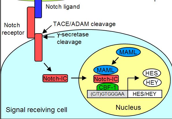 Notch pathway Phase 1b Study of docetaxel + PF-