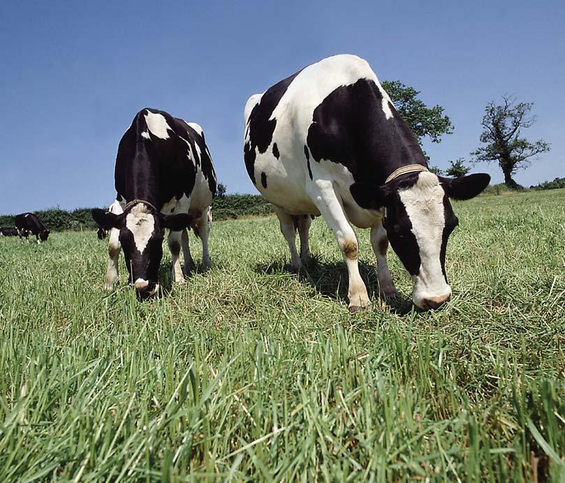 Fertilisers and mineral uptake The application of a correct balance of nitrogen, phosphate and potash is essential to obtain the best yields of low-cost on-farm forage.