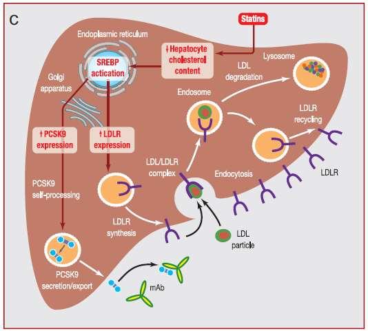MECHANISMS OF ACTION OF STATINS AND MAb AGAINST PCSK9 Statins + PCSK9 inhibitors : may prove synergistic PCSK9: