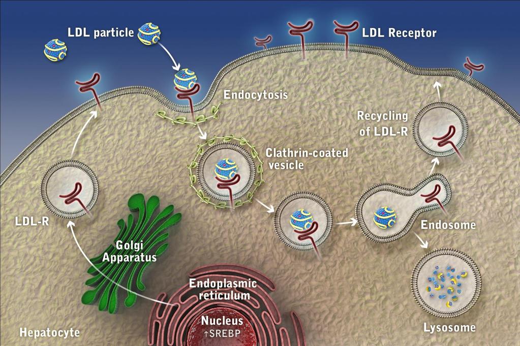 LDL receptor function and life