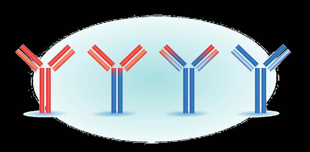 Terminology of Monoclonal Antibodies Source (% human protein) Mouse (0% human) Chimeric (65% human)