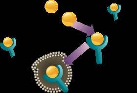 Endocytosis Endosom e PCSK9