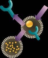 Endosome LDL Degradation LDL, LDL-R