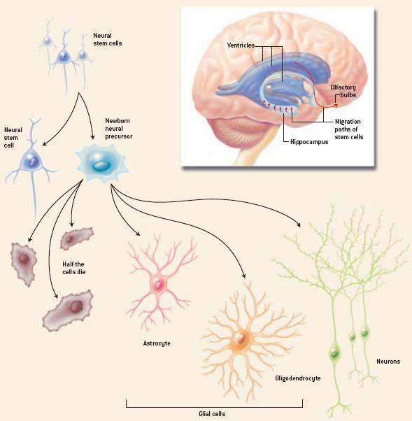 A note on Brain Damage Complex issue on its own There is adult neurogenesis in