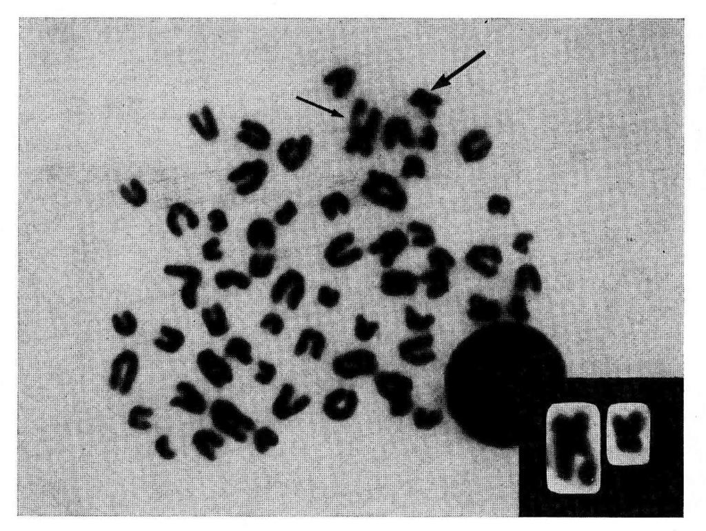 Bowso and BASRUR, 197 6). These results suggest that there is a definite association between low fertility and a high incidence of structural abnormalities of the X-chromosome and /or the autosome.