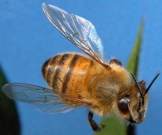 Apis melifera (honeybee) Apidae (Bees) Bombus spp.