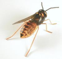 (anaphylaxis) wasp yellow jackets Treatment Local or large local reaction Cold