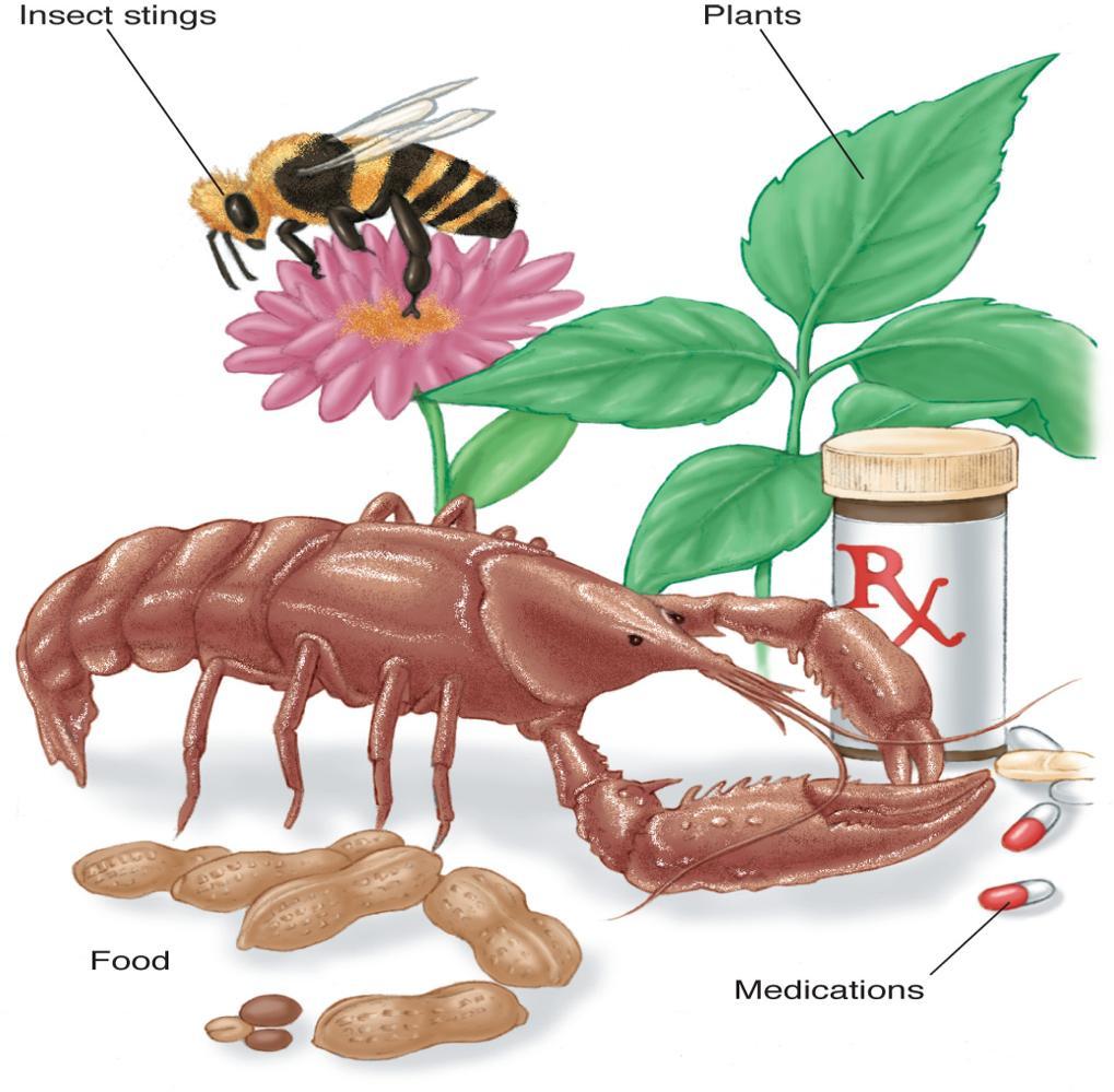 Insects Foods Plants Medications Others