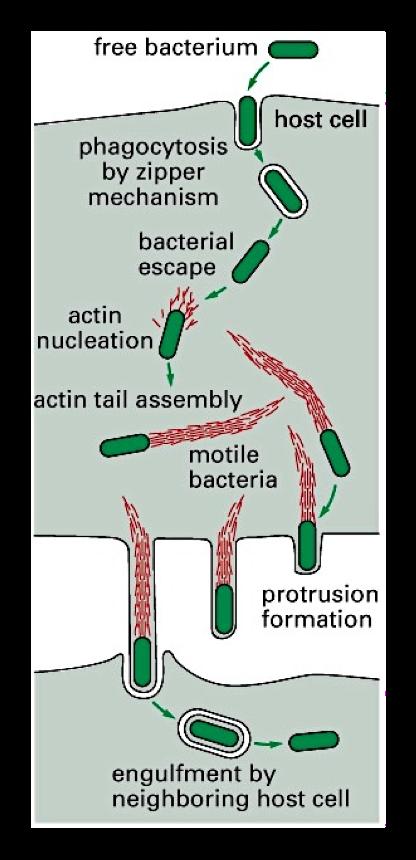 Listeria: an example of protein cooption Example: Listeria monocytogenes