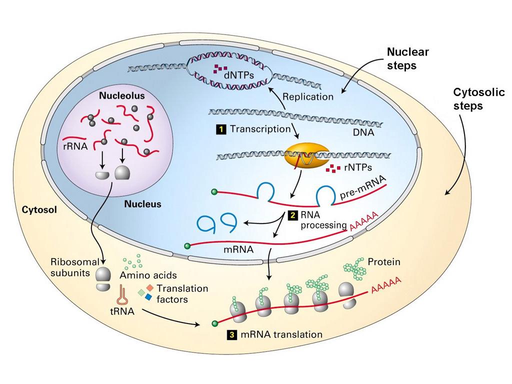 Nucleic acids in action: Transcription and the programming of the cell 1. Sustained HIV replication destroys the human immune system 2. The principle of cellular cooption 3.