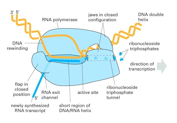 Transcription of DNA into complementary RNA RNA polymerase