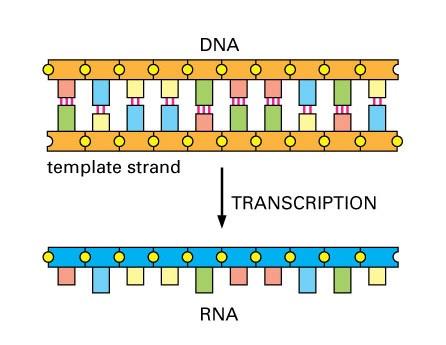RNA Pol unwinds the DNA helix Catalyzes the polymerization of