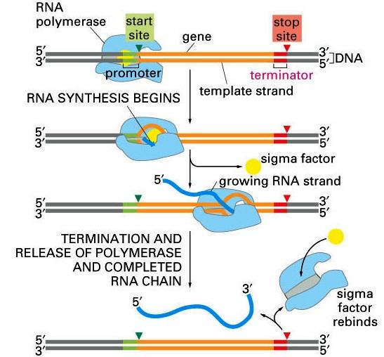 RNA Pol recognizes the promoter sequence RNA is synthesized