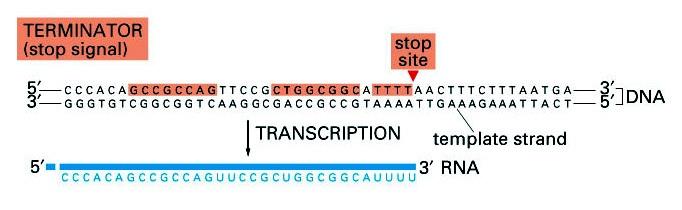 Starting and Stopping transcription in bacteria Specific DNA sequences define the beginning and end of a transcriptional unit Promoter sequences are asymmetric -- serves to orient the RNA polymerase