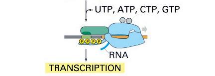 Eukaryotic transcription requires multiple initiation factors Eukaryotic RNA polymerase II requires multiple transcription factors (TFs) for initiation General transcription factors assemble on all