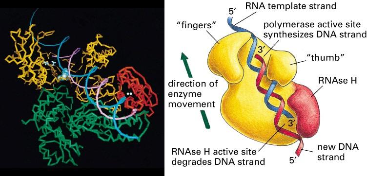 to DNA (RNA-dependent DNA polymerase) 2) Digests RNA from RNA-DNA hybrid (RNAse