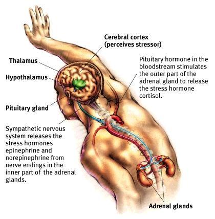 Cerebral cortex (perceives stressor) Thalamus Hypothalamus Pituitary hormone in the bloodstream stimulates the outer part of the adrenal gland to release the stress hormone