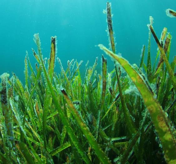 Seaweed Derived