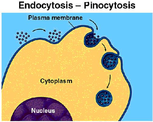 Exocytosis - the opposite of endocytosis, is also an active