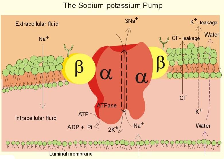 The Na + -K + -pump. The Na + -K + -pump is a transmembrane protein in the cell membrane.