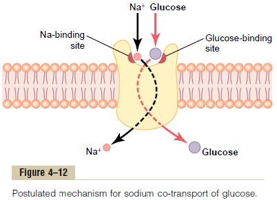 In this mechanism we can notice that Na+ ( as usual ) diffuses from outside to inside hand to hand with glucose and amino acids.