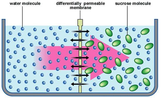 Osmosis The diffusion of water across a semi-permeable membrane from an area of higher water concentration