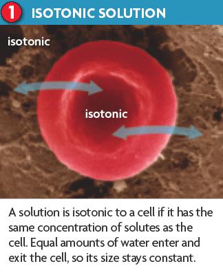 Isotonic Concentration of water molecules and solutes are the same inside and outside the cell.